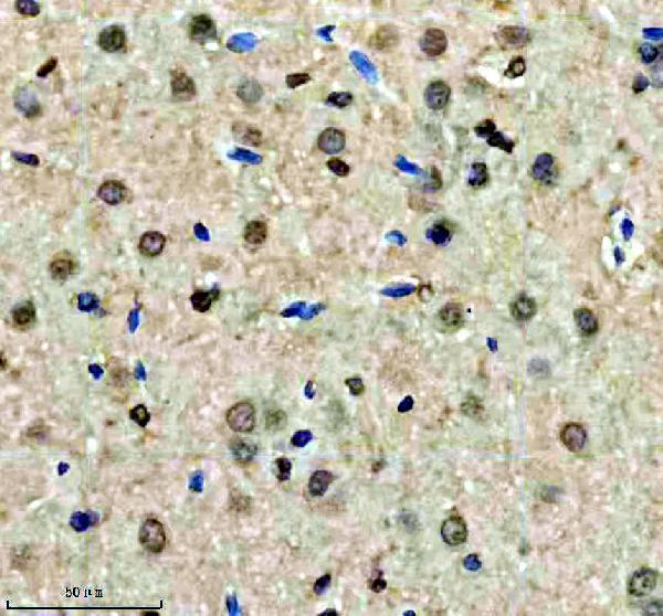 a01874 3 qki primary antibodies ihc testing 6