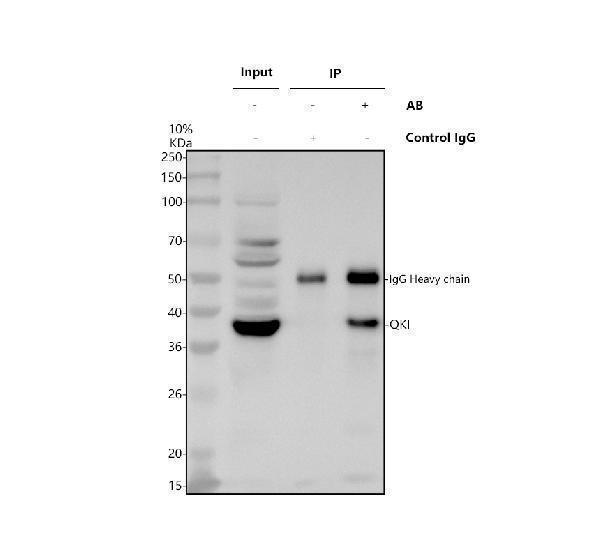a01874 3 qki primary antibodies ip testing 1