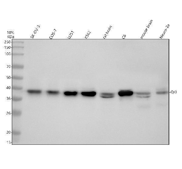 a01874 3 qki primary antibodies wb testing 1