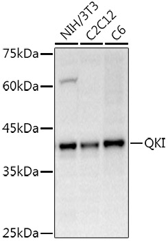 a01874 qki primary antiboties wb testing 1