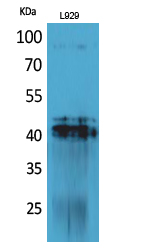 a01875 pdgfd primary antibodies wb testing 2