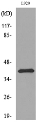 a01875 pdgfd primary antibodies wb testing 3