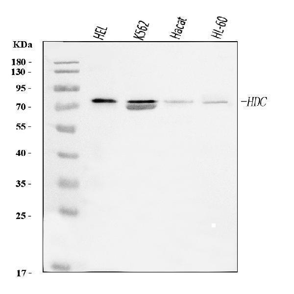  Western blot analysis of Histidine Decarboxylase/HDC using anti-Histidine Decarboxylase/HDC antibody (A01876-1)