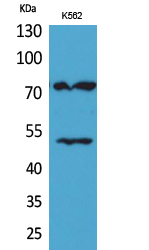 a01876 hdc primary antibodies wb testing 2