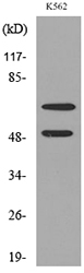 a01876 hdc primary antibodies wb testing 3
