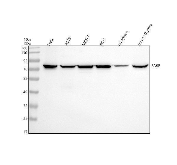Western blot analysis of PABP using anti-PABP antibody (A01877-1)