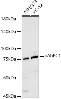 a01877 pabpc1 primary antiboties wb testing 1