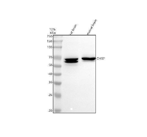  Western blot analysis of OAS2 using anti-OAS2 antibody (A01878-4)