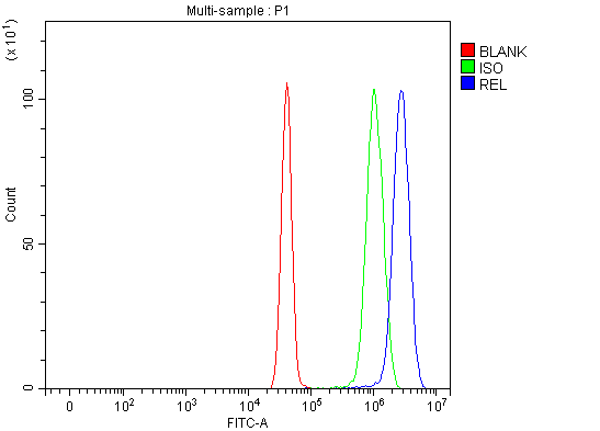  Flow Cytometry analysis of U251 cells using anti-c-Rel/REL antibody (A01880-1)