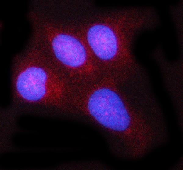  IF analysis of c-Rel/REL using anti-c-Rel/REL antibody (A01880-1)