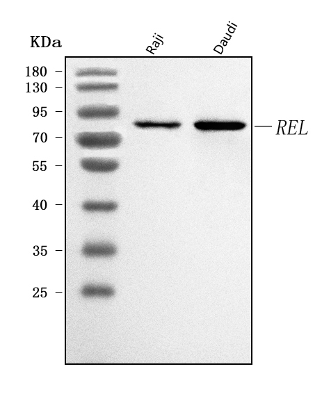  Western blot analysis of c-Rel/REL using anti-c-Rel/REL antibody (A01880-1)