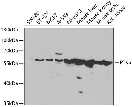 Western blot analysis of extracts of various cell lines, using PTK6 antibody  at 1:1000 dilution