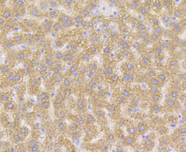 Immunohistochemical analysis of paraffin-embedded rat liver tissue using anti-Xanthine Oxidase antibody