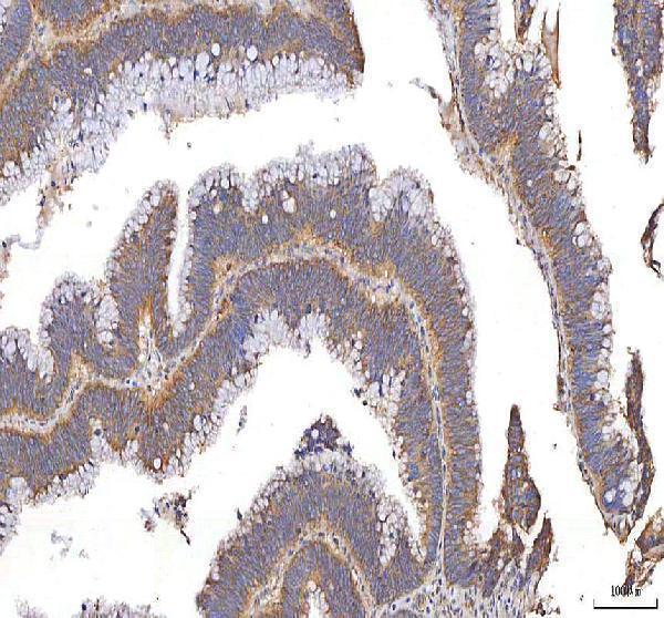  IHC analysis of XDH using anti-XDH antibody (A01884-2)