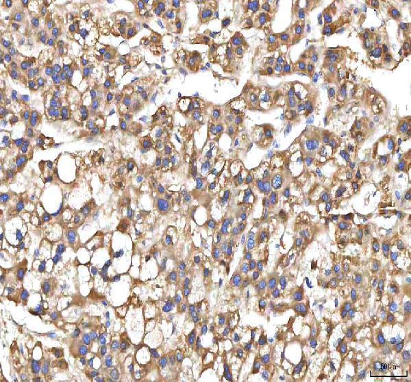 a01884 2 xdh primary antibodies ihc testing 4