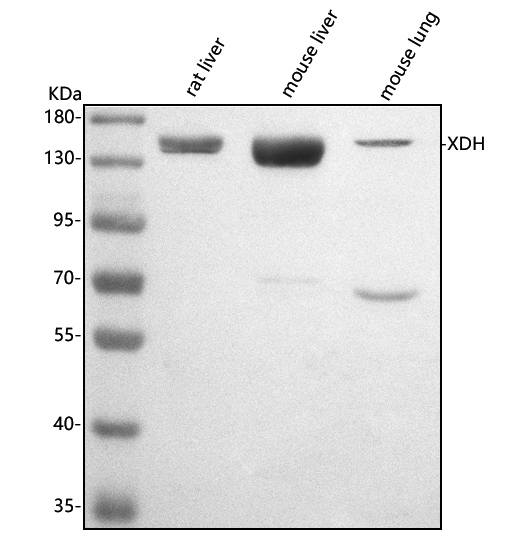  Western blot analysis of XDH using anti-XDH antibody (A01884-2)