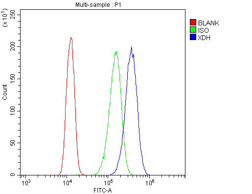 Flow Cytometry analysis of A431 cells using anti-Xanthine Oxidase antibody (A01884). Overlay histogram showing A431 cells stained with A01884 (Blue line).The cells were blocked with 10% normal goat serum. And then incubated with rabbit anti-Xanthine Oxidase Antibody (A01884,1μg/1x106 cells) for 30 min at 20°C. DyLight®488 conjugated goat anti-rabbit IgG (BA1127, 5-10μg/1x106 cells) was used as secondary antibody for 30 minutes at 20°C. Isotype control antibody (Green line) was rabbit IgG (1μg/1x106) used under the same conditions. Unlabelled sample (Red line) was also used as a control.