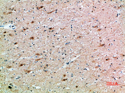 a01885 fshb primary antibodies ihc testing 1