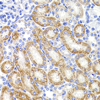 Immunohistochemistry of paraffin-embedded rat kidney using HMGCL antibody  at dilution of 1:100 
