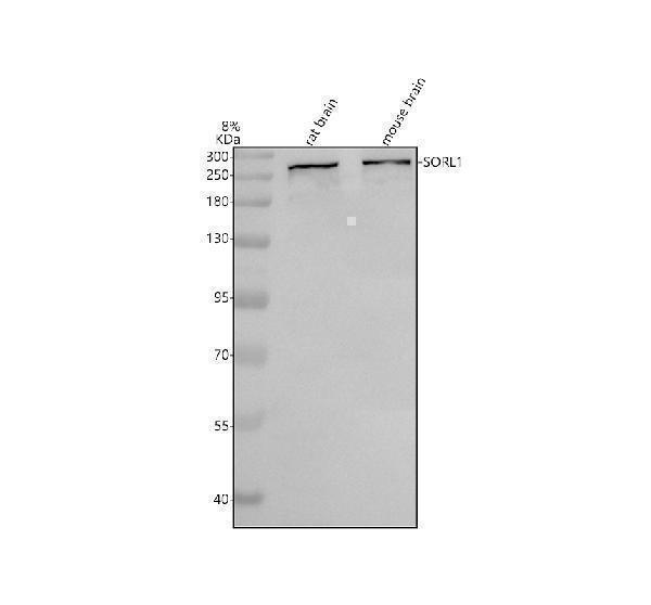 Western blot analysis of SORLA/SORL1 using anti-SORLA/SORL1 antibody (A01887-1)