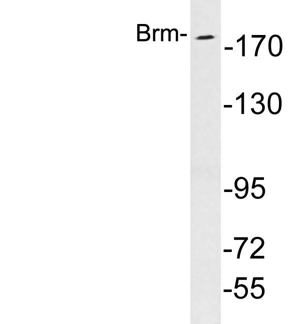 Western blot analysis of lysates from K562 cells, using Brm antibody