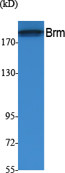 Western Blot analysis of extracts from A549 cells, using Brm Polyclonal Antibody
