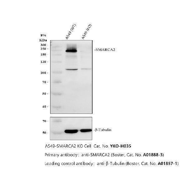 Western blot analysis of SMARCA2 using anti-SMARCA2 antibody (A01888-3)