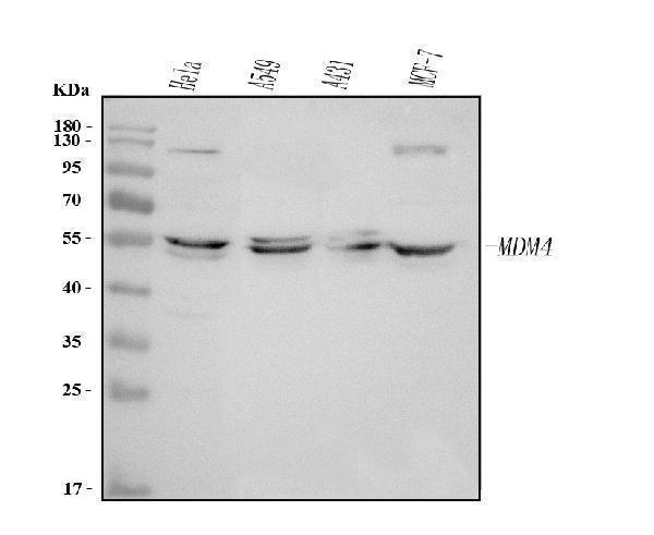 a01889 2 mdm4 primary antibodies wb testing 1