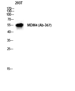 a01889 mdm4 primary antibodies wb testing 2