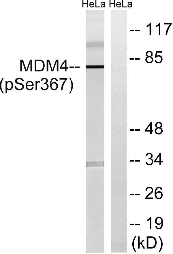 a01889s367 mdm4 primary antibodies wb testing 2