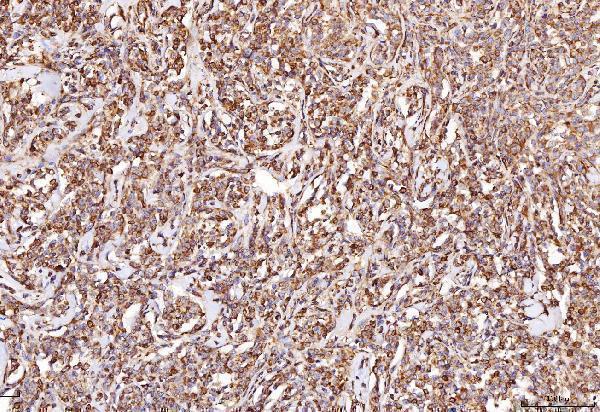 a01891 rab5 primary antibodies ihc testing 4
