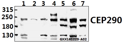 a01894 cep290 primary antiboties wb testing 1
