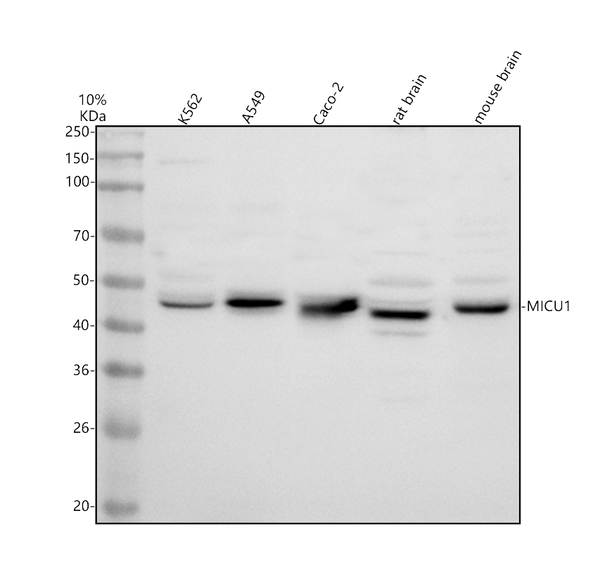 a01895 3 micu1 primary antibodies wb testing 1
