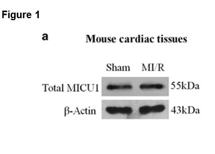Immunohistochemical analysis of paraffin-embedded Mouse-testis tissue
