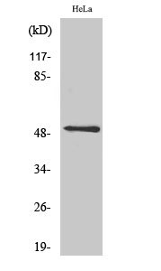 a01898 1 c5ar1 primary antibodyes wb testing 1