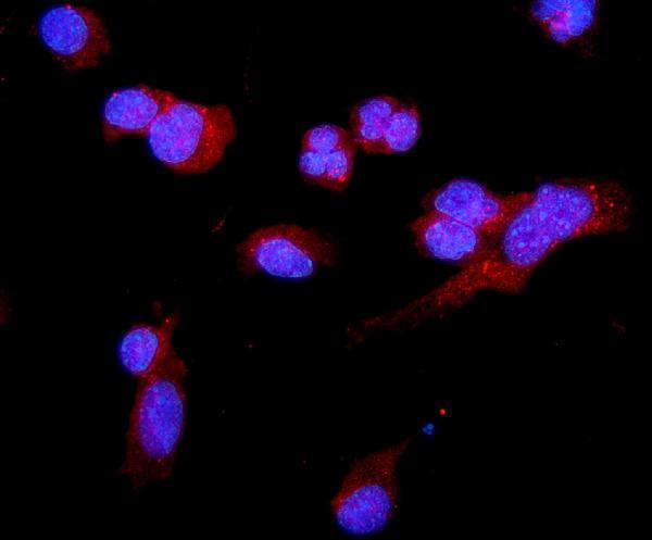  IF analysis of C5a-R/C5ar1 using anti-C5a-R/C5ar1 antibody (A01898-2)