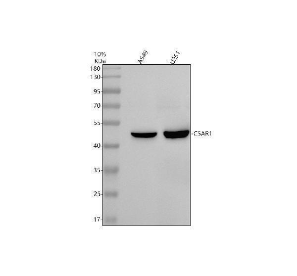 Western blot analysis of C5AR1 using anti-C5AR1 antibody (A01898-3)