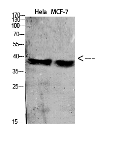 a01898 c5ar1 primary antibodies wb testing 1
