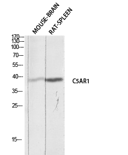 a01898 c5ar1 primary antibodies wb testing 2