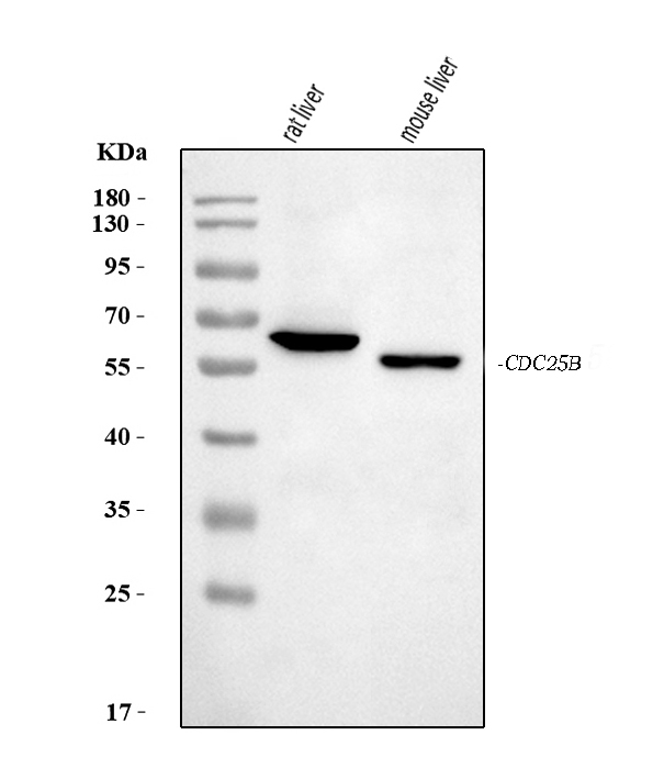  Western blot analysis of Cdc25b using anti-Cdc25b antibody (A01899)