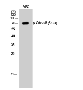 a01899s323 cdc25b primary antibodies wb testing 2