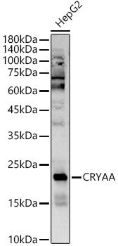 Western blot analysis of HepG2, using CRYAA antibody  at  1:5000 dilution