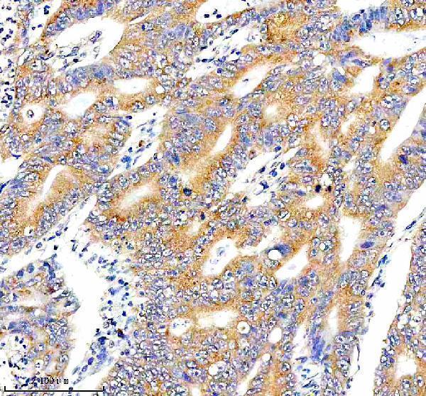  IHC analysis of PCM1 using anti-PCM1 antibody (A01903-1)