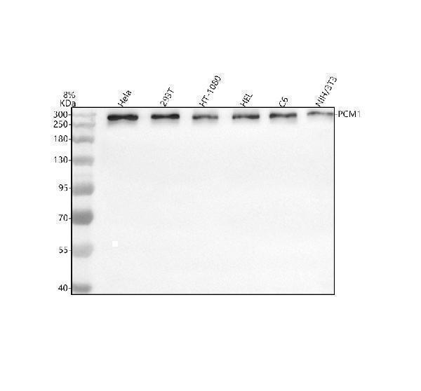  Western blot analysis of PCM1 using anti-PCM1 antibody (A01903-1)