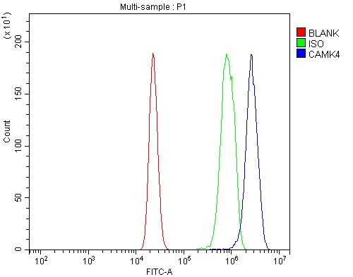 a01905 2 camk4 primary antibodies fcm testing 7