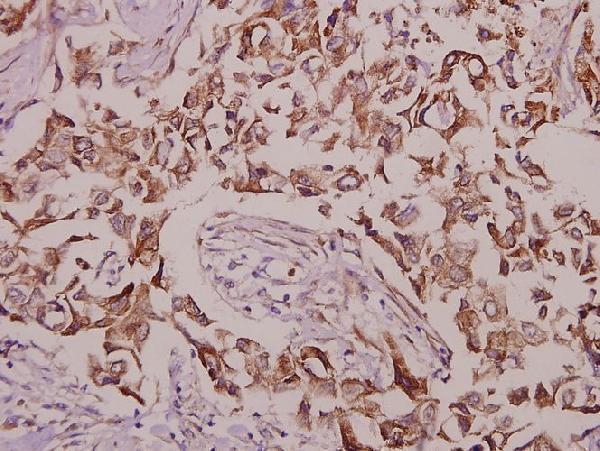 Immunohistochemistry (IHC) analyzes of p-CaMKIV (T196/200) pAb in paraffin-embedded human brain tissue