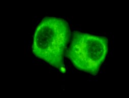 a01906 2 pdha1 primary antibodies if testing 1