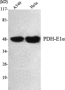 a01906 2 pdha1 primary antibodies wb testing 2