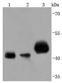 a01906 3 pdha1 primary antiboties wb testing 1