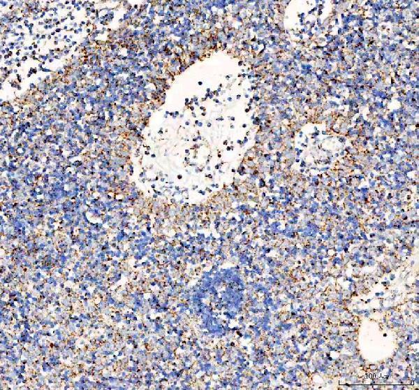 a01906 4 pdh e1 alpha pdha1 primary antibodies ihc testing 5